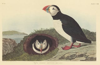 Item nr. 153895 Puffin. John James Audubon