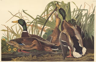 Item nr. 153897 Mallard Duck. John James Audubon