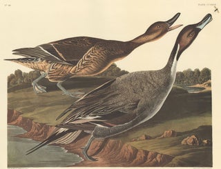 Item nr. 153898 Pin-tailed Duck. John James Audubon
