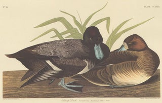 Item nr. 153899 Lesser Scaup Duck. John James Audubon