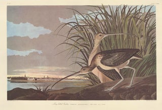 Item nr. 153900 Long-billed Curlew. John James Audubon