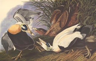 Item nr. 153902 Eider Duck. John James Audubon