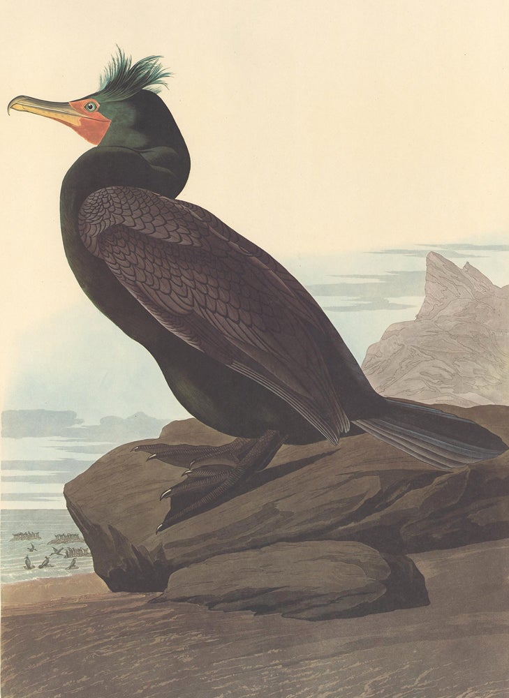 Item nr. 153906 Double-breasted Cormorant. John James Audubon.