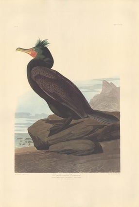 Double-breasted Cormorant.