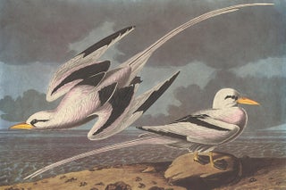 Item nr. 153907 Tropic Bird. John James Audubon