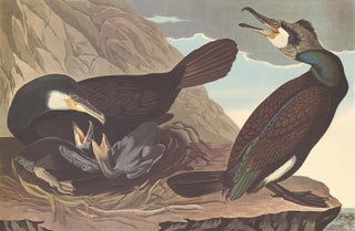 Item nr. 153908 Common Cormorant. John James Audubon
