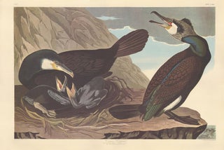 Common Cormorant.