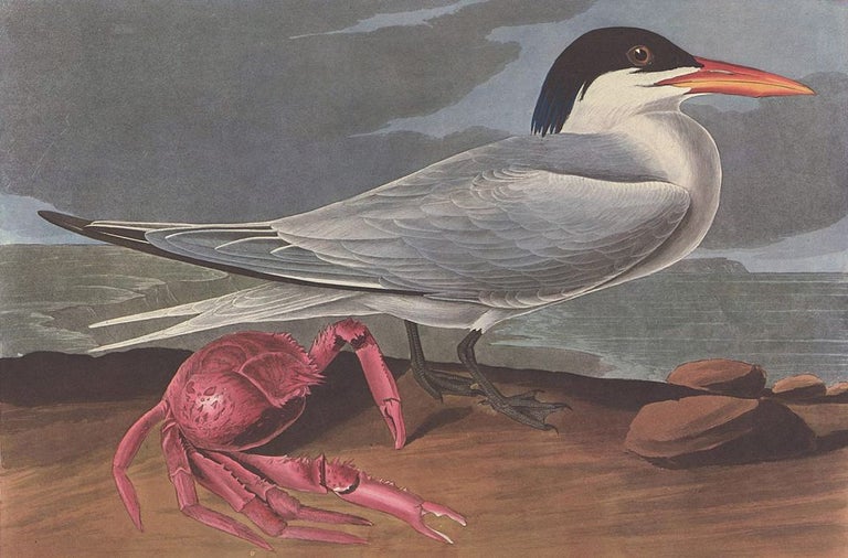 Item nr. 153909 Cayenne Tern. John James Audubon.
