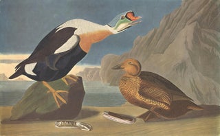 Item nr. 153910 King Duck. John James Audubon