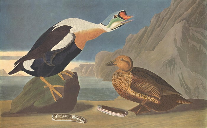 Item nr. 153910 King Duck. John James Audubon.