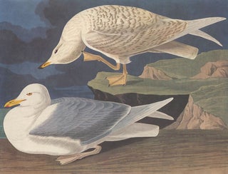 Item nr. 153911 White-winged Silvery Gull. John James Audubon