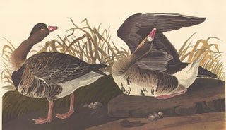 Item nr. 153912 White Fronted Goose. John James Audubon
