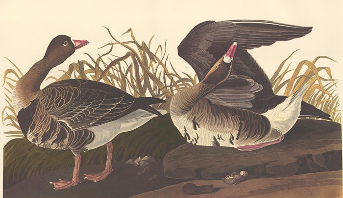 Item nr. 153912 White Fronted Goose. John James Audubon.