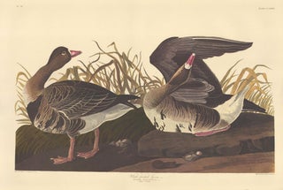 White Fronted Goose.