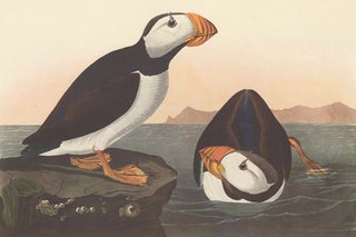 Item nr. 153915 Large-billed Puffin. John James Audubon