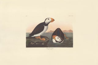 Large-billed Puffin.