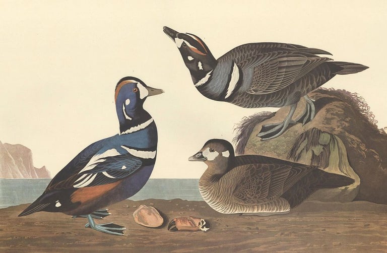 Item nr. 153917 Harlequin Duck. John James Audubon.