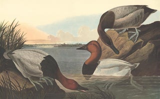 Item nr. 153918 Canvas Backed Duck. John James Audubon