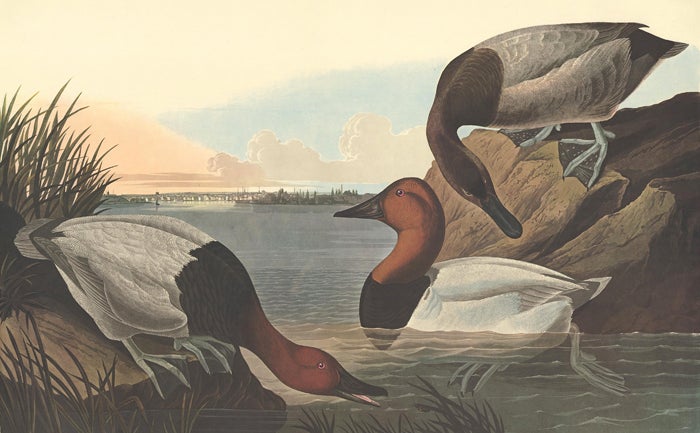 Item nr. 153918 Canvas Backed Duck. John James Audubon.