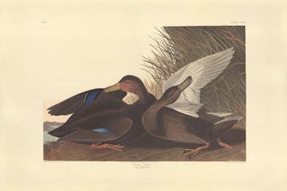 Item nr. 153919 Dusky Duck. John James Audubon