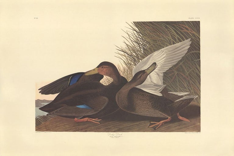 Item nr. 153919 Dusky Duck. John James Audubon.