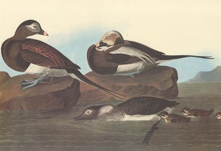 Item nr. 153921 Long Tailed Duck. John James Audubon