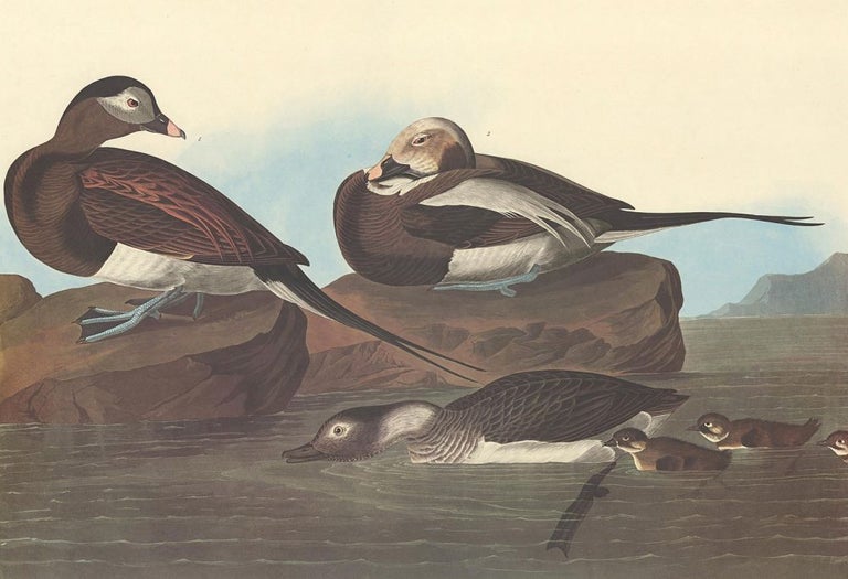 Item nr. 153921 Long Tailed Duck. John James Audubon.