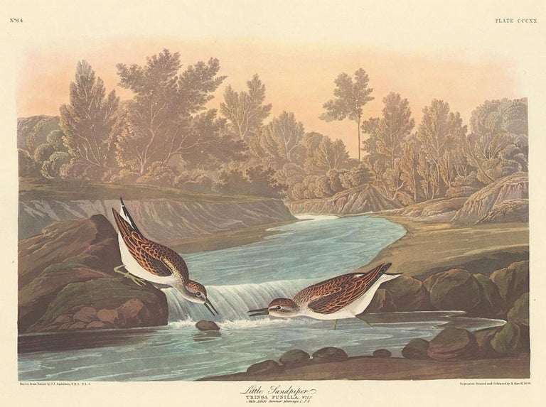 Item nr. 153924 Little Sandpiper. John James Audubon.