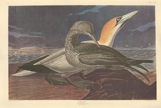 Item nr. 153926 Gannet. John James Audubon