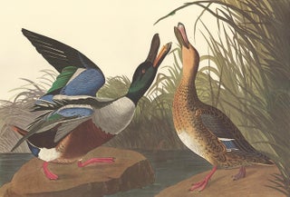 Item nr. 153927 Shoveller Duck. John James Audubon