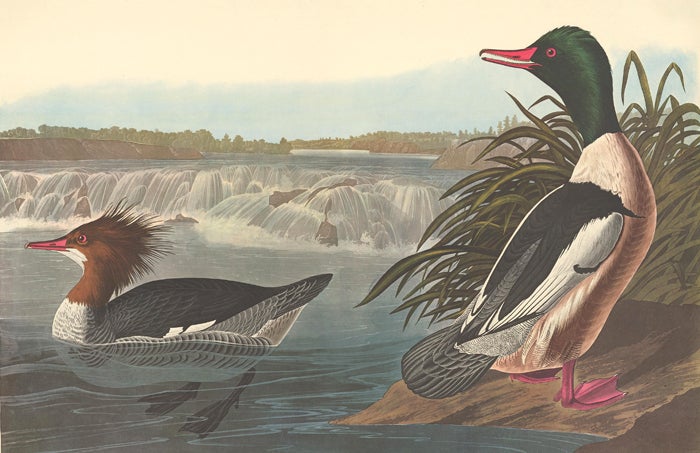 Item nr. 153928 Goosander. John James Audubon.