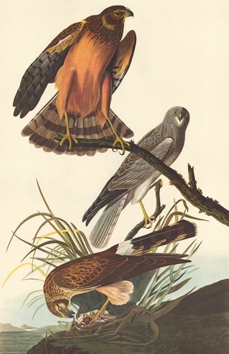Item nr. 153941 Marsh Hawk. John James Audubon.
