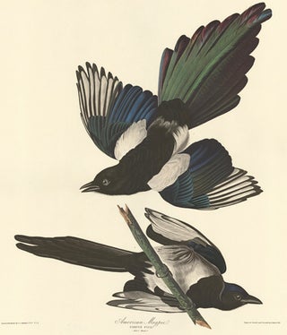 Item nr. 153943 American Magpie. John James Audubon