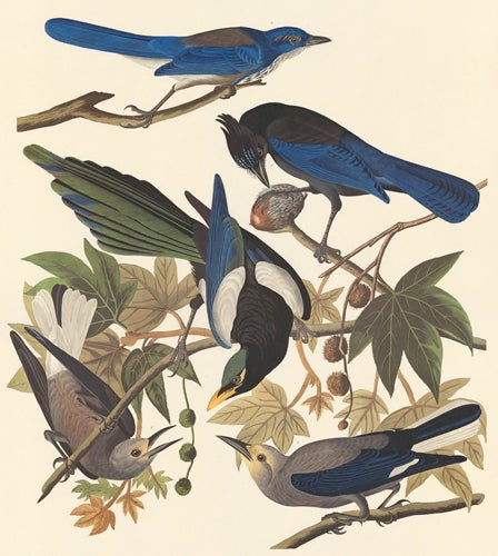 Item nr. 153947 Four Western Corvids. John James Audubon.