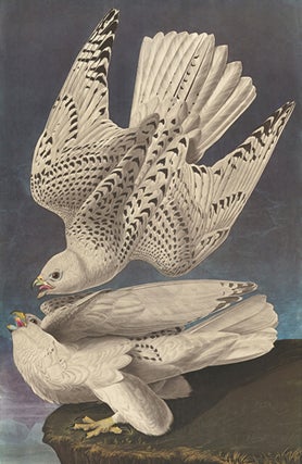 Item nr. 153948 Iceland or Gyr Falcon. John James Audubon
