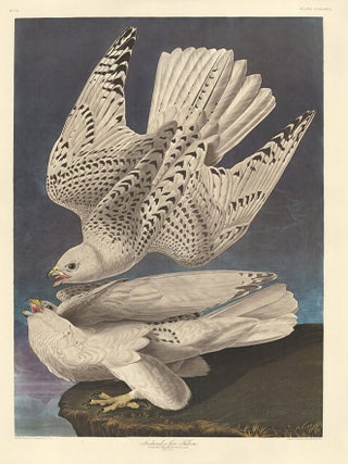 Iceland or Gyr Falcon.