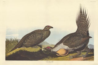 Item nr. 153949 Cock of the Plains. John James Audubon