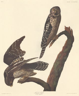Item nr. 153951 Hawk Owl. John James Audubon