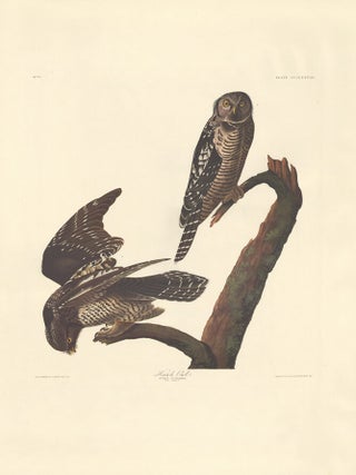 Hawk Owl.