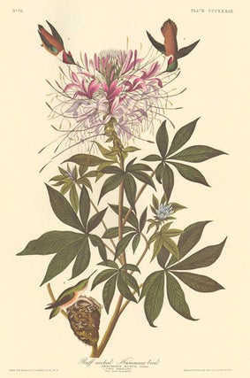 Item nr. 153952 Rufous Hummingbird. John James Audubon