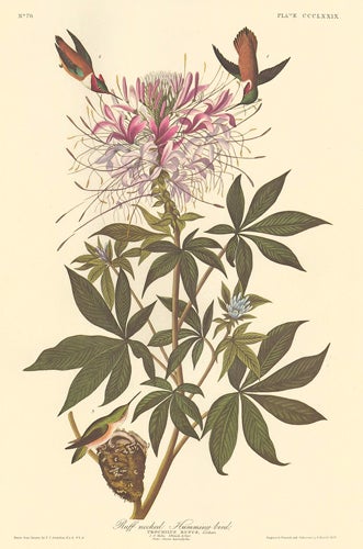 Item nr. 153952 Rufous Hummingbird. John James Audubon.