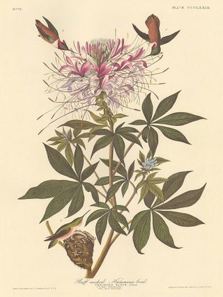 Rufous Hummingbird.