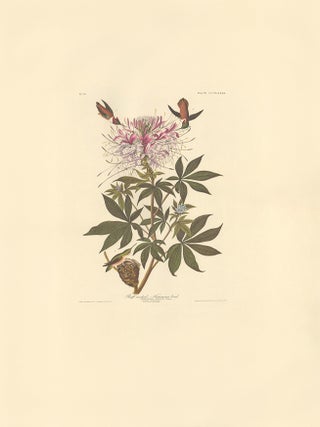 Rufous Hummingbird.