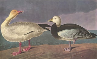 Item nr. 153953 Blue and Snow Goose. John James Audubon