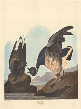 Item nr. 153955 Brant Goose. John James Audubon
