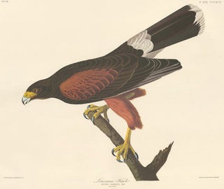 Item nr. 153956 Harris's Hawk. John James Audubon