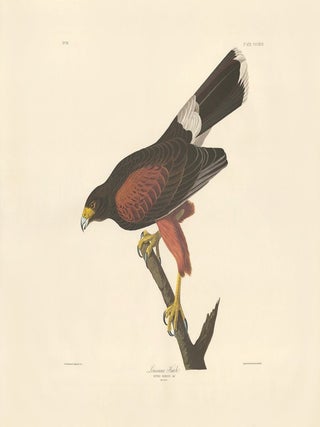 Harris's Hawk.
