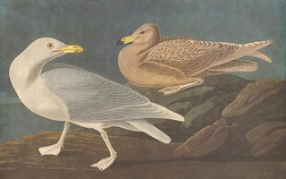Item nr. 153958 Burgomaster Gull. John James Audubon