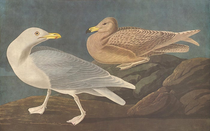 Item nr. 153958 Burgomaster Gull. John James Audubon.