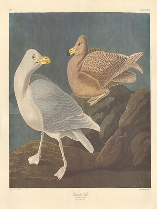 Burgomaster Gull.